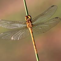 Common Darter female 2 